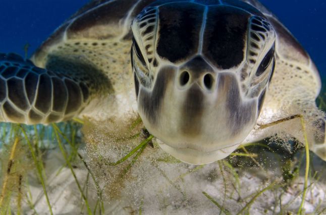 COMPAÑERO DE BUCEO. Una tortuga verde fotografiada bajo el agua en una playa de la península de Yucatán, cerca de Cancún, en México. "Las tortugas están tan acostumbradas a ver gente bajo el agua que creen que somos parte del entorno", afirma Sandoval. LUIS JAVIER SANDOVAL (MEXICO) 